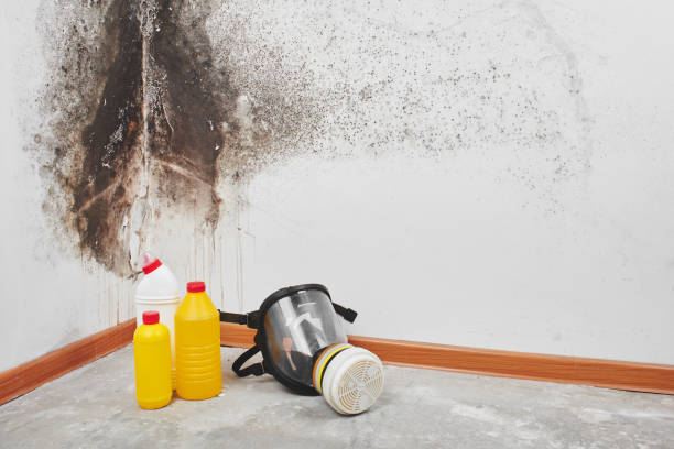 Best Basement Mold Remediation in East Peoria, IL