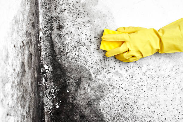 Best Crawl Space Mold Remediation in East Peoria, IL