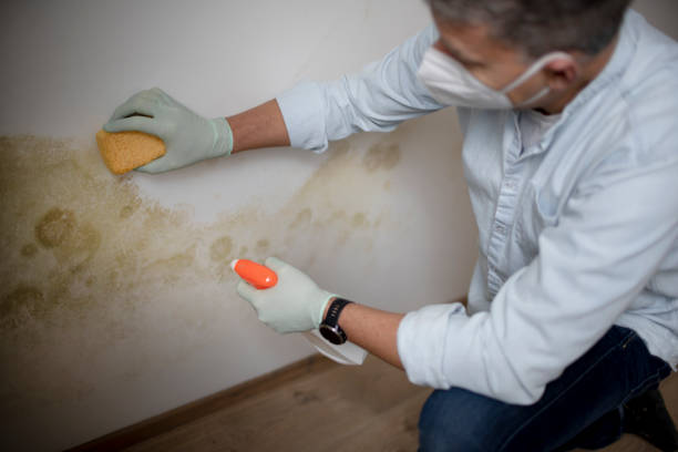 Best Residential Mold Remediation in East Peoria, IL