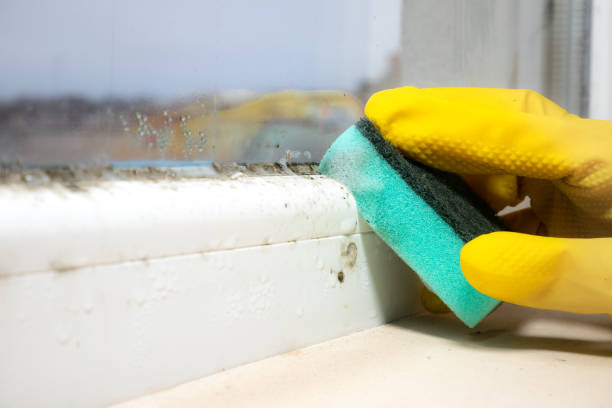 Best Attic Mold Remediation in East Peoria, IL