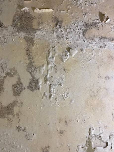 Best Preventive Mold Services in East Peoria, IL