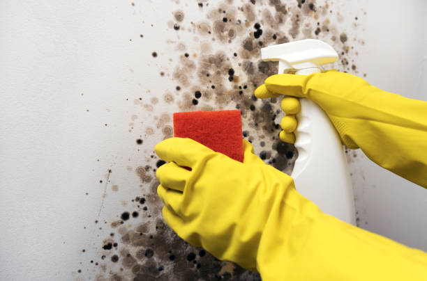 Best Emergency Mold Remediation in East Peoria, IL