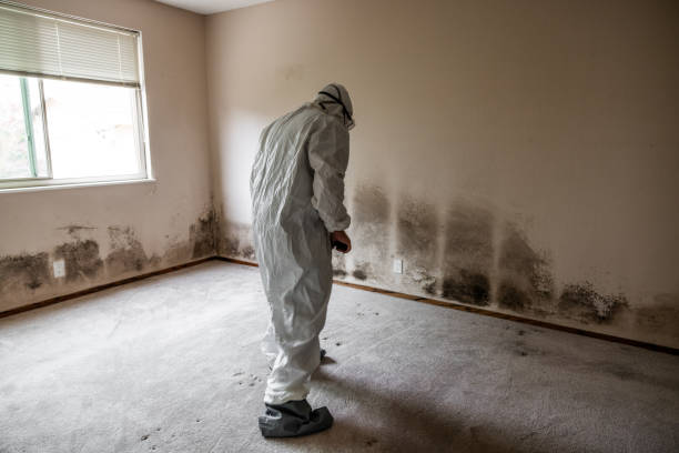 Best Health and Safety Mold Remediation in East Peoria, IL